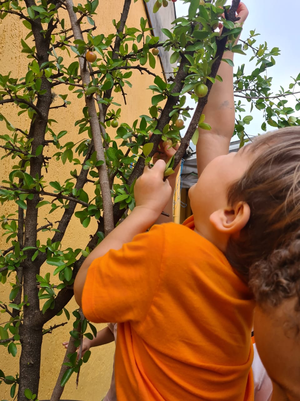 Turma do Leãozinho 6